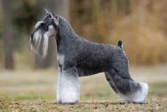 小型雪纳瑞犬