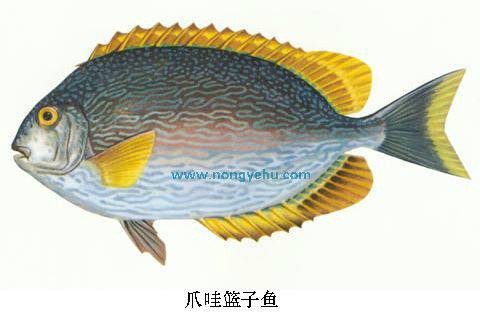 爪哇篮子鱼