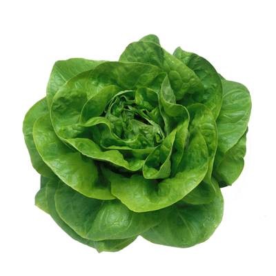 奶油生菜（菊科莴苣属植物）