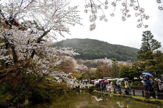 樱花节(日本樱花节)