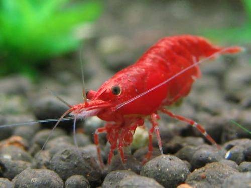 极火虾