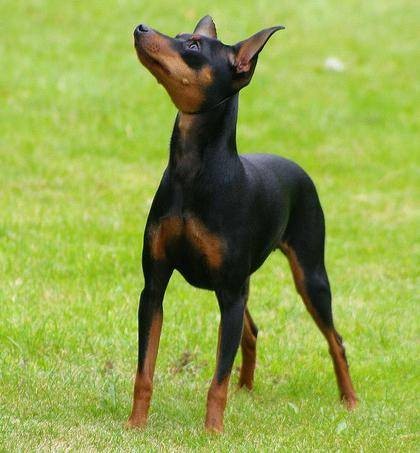都柏文犬