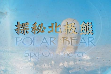 探秘北极熊
