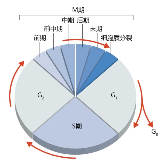前期(生物学术语)