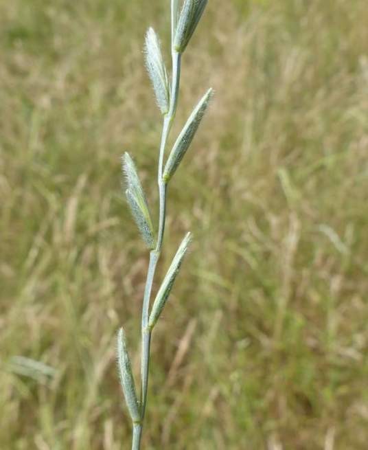 中间偃麦草