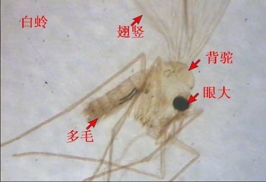 白蛉(毛蛉科动物)