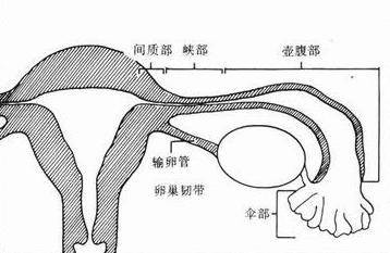 先天性宫颈闭锁