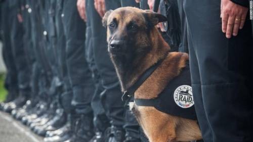 狄塞尔(法国警犬)