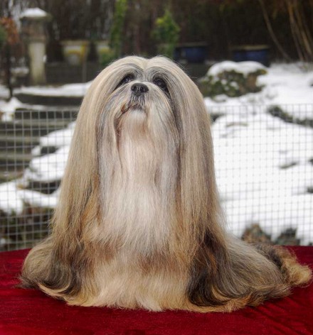 拉萨犬