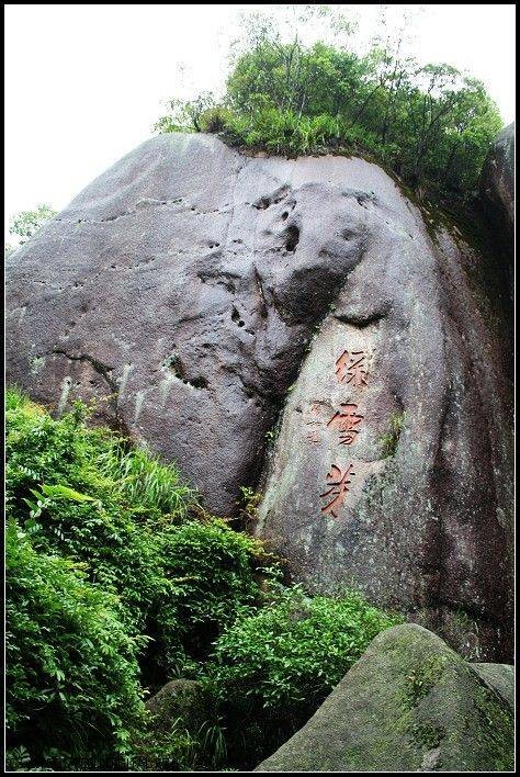 绿雪芽