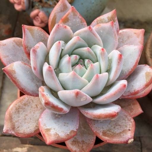 粉蓝鸟