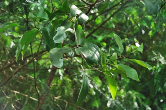 巧茶属