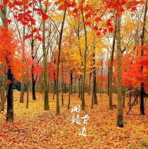 枫叶动态壁纸