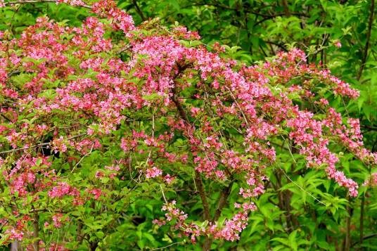 锦带花(忍冬科锦带花属植物)