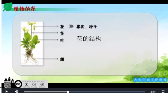 花的结构
