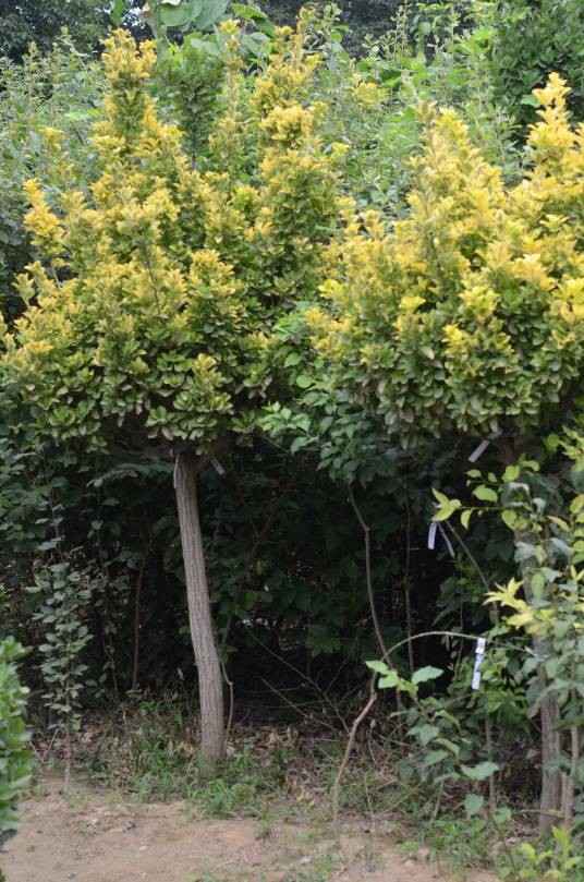 黄金甲(卫矛科植物‘黄金甲’)
