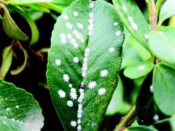 生物胁迫