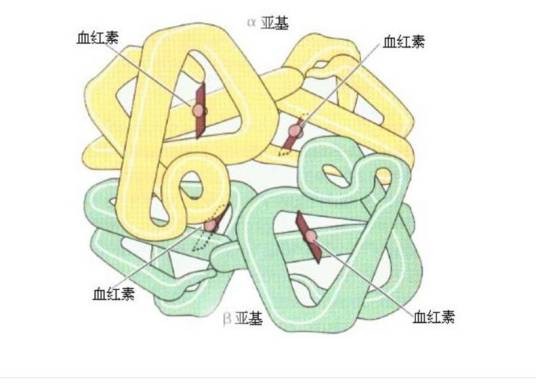 血红蛋白分子