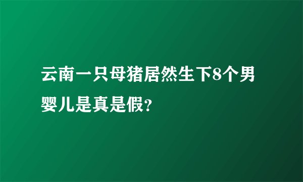 云南一只母猪居然生下8个男婴儿是真是假？