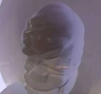 世界上最大的珍珠——老子之珠,如人脑一般大
