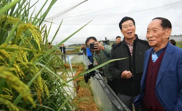 长沙种出巨型稻致敬袁老,两米多高的巨型稻你见过吗?