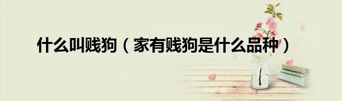 什么叫贱狗（家有贱狗是什么品种）