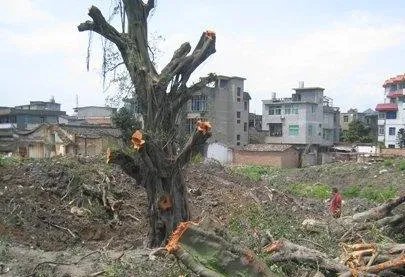 广东1100多岁古榕树倒塌,古榕树倒塌的原因是什么?