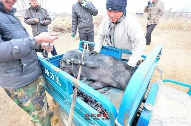 辽宁沈阳本地人人过年必须购买的年货有哪些？