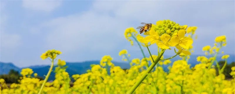 关于油菜花的唯美短句 关于油菜花的短句有哪些