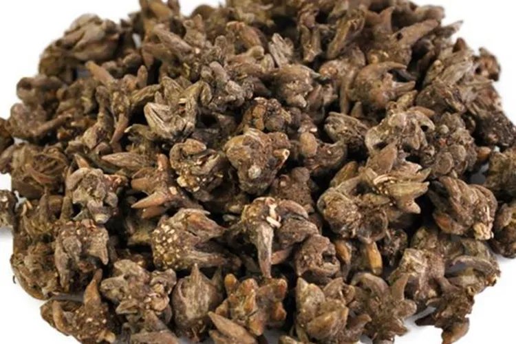 猫爪草药图片