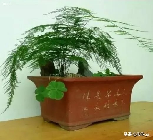 适合养文竹的花盆?