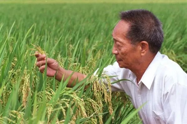 民众跪地痛哭送别袁隆平,你有什么想说的吗?