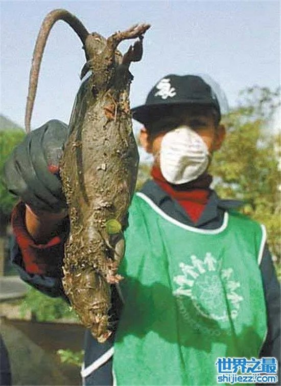变种巨鼠体型庞大,大多数体型超过一只成年的猫