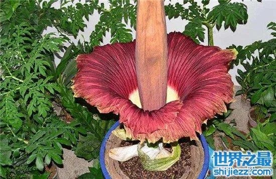 尸臭魔芋最高可达三米，绽放时发出尸体腐烂的气味 