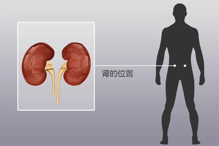 人体内脏疼痛对应图