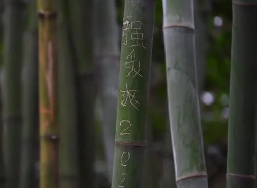 成都大熊猫基地景观竹遭游客刻划,如何看待游客的行为?