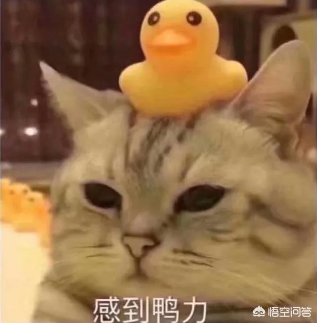 雷霆险胜开拓者,湖人放弃本赛季,3月8日比赛打完,如何看待西部排名?