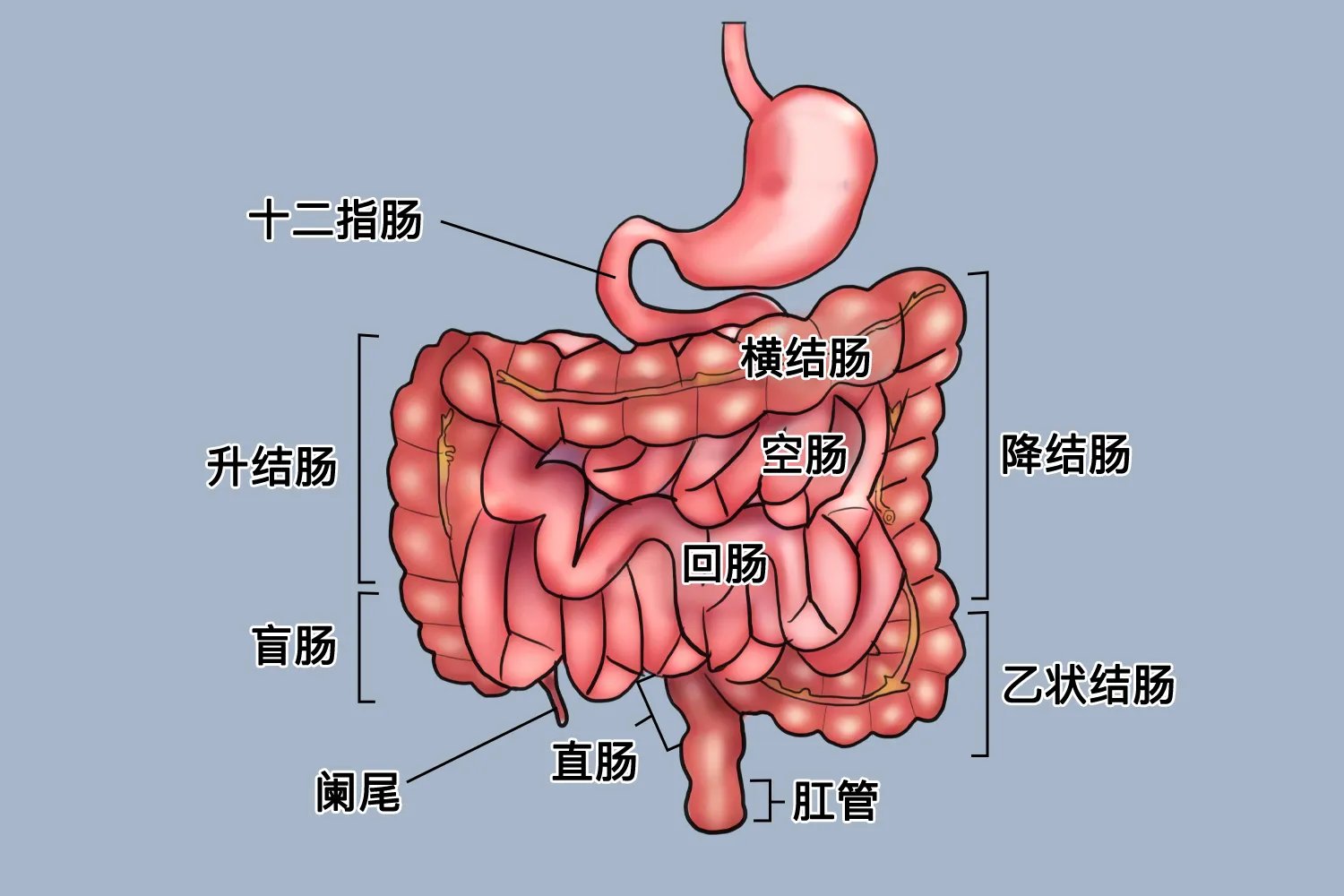 回肠和结肠的位置图片