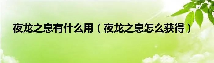 夜龙之息有什么用（夜龙之息怎么获得）