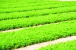 樟子松苗怎样除草