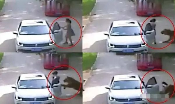 动物园老虎吃人事件后续怎么处理?