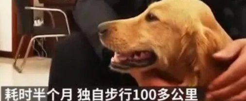 被寄养金毛暴走100多公里回家,为什么动物能够准确记住回家的路?