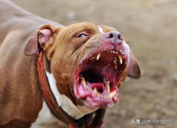 如何看待，近日，石家庄遛狗不拴绳狗被暂扣，主人大哭这种行为？