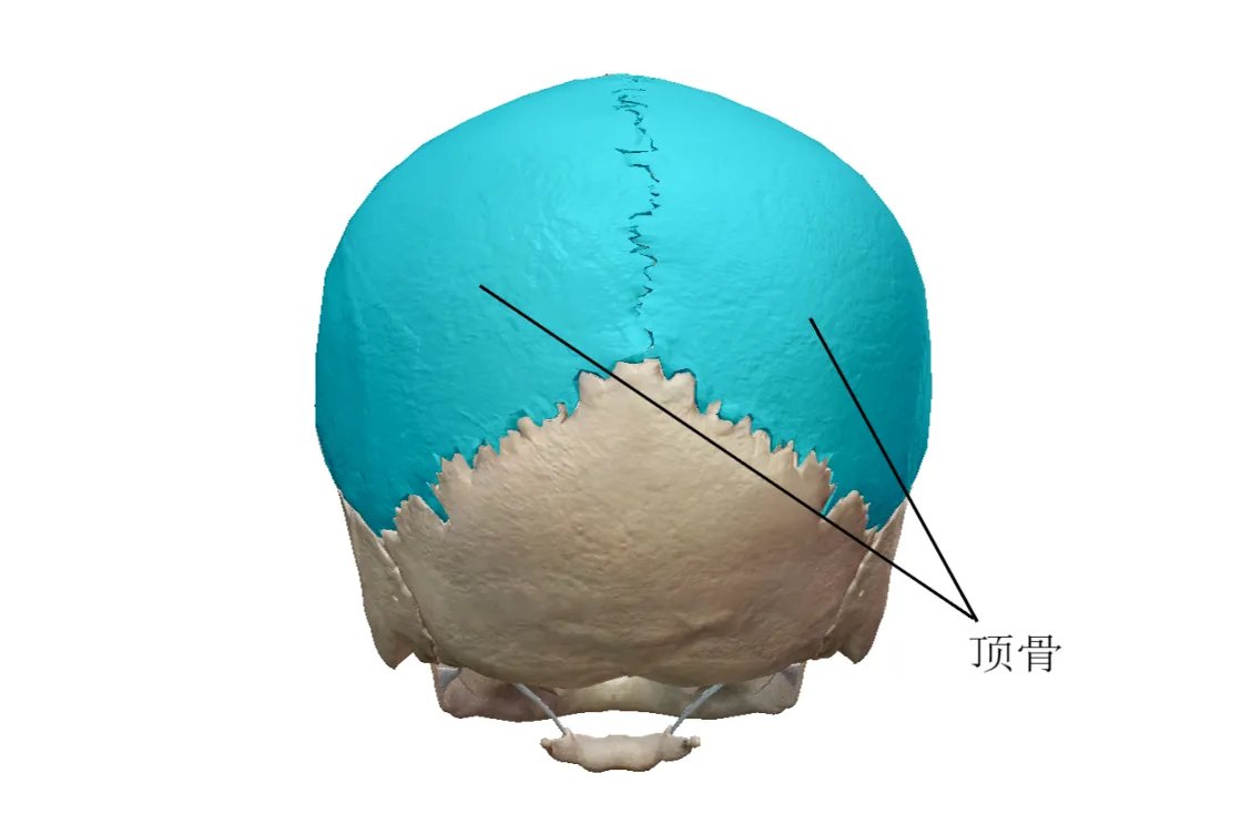 头颅骨图片