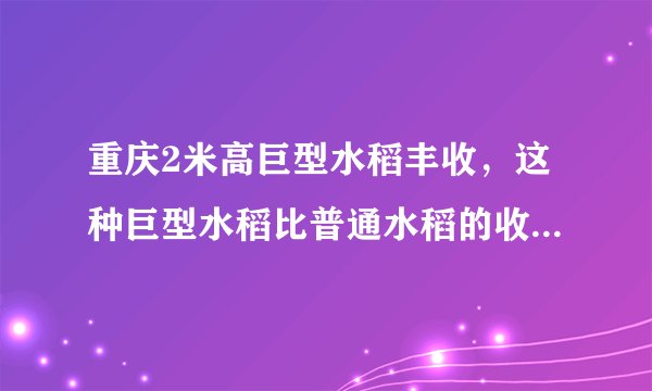 重庆2米高巨型水稻丰收，这种巨型水稻比普通水稻的收成要高多少？