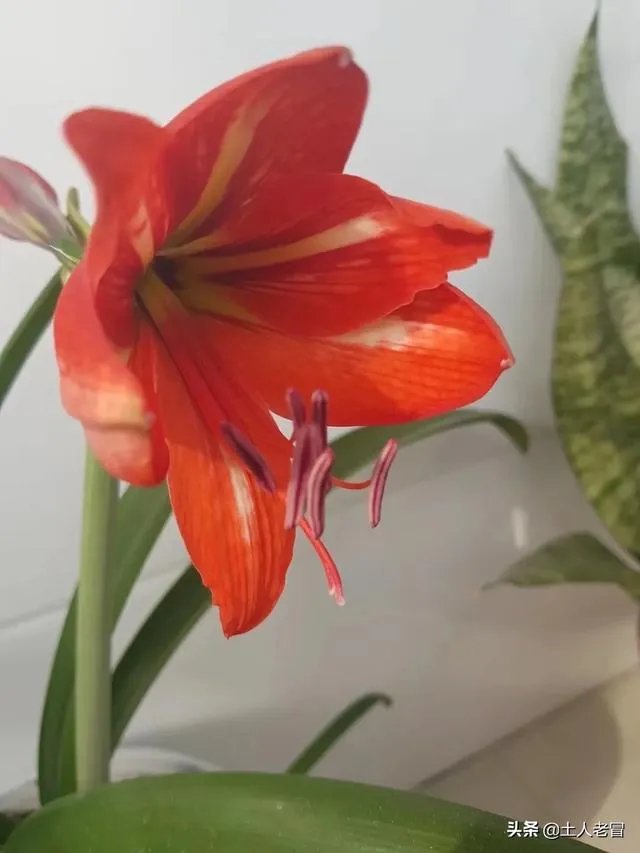 世界上是先有汽车还是先有红绿灯呢？