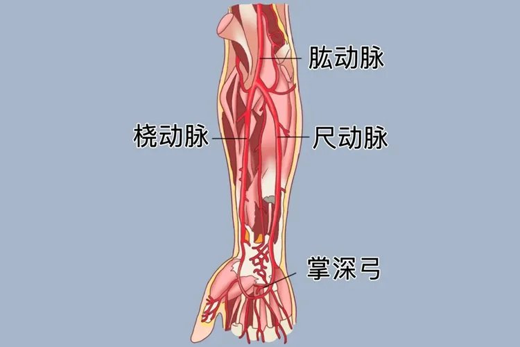 手腕上动脉的位置图