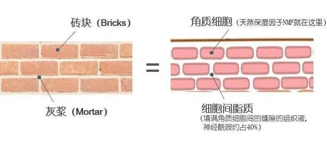角质护理就是单纯的去角质吗？应该怎样做角质护理？