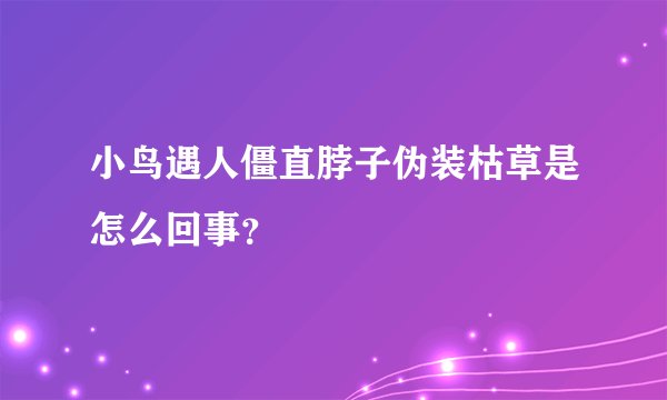 小鸟遇人僵直脖子伪装枯草是怎么回事？