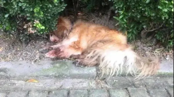 上海首例养犬人遗弃犬只案罚款500元 ，处罚是否太轻？